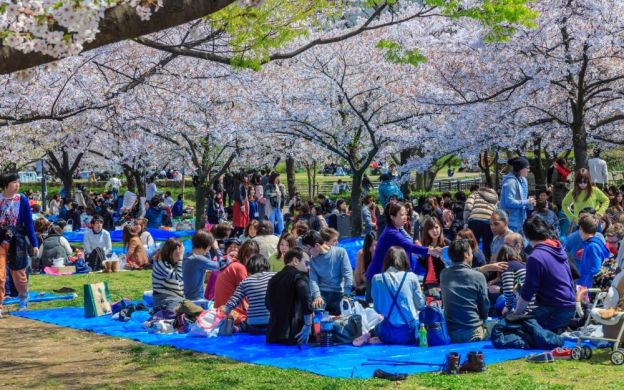 Ban ngày giữa hoa anh đào! Osaka nở rộ